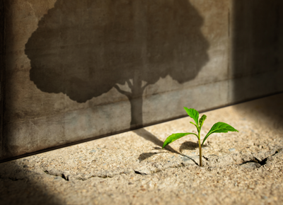 Image shows a small plant who's shadow is a large tree. Image depicts contacting Aristeon Growth